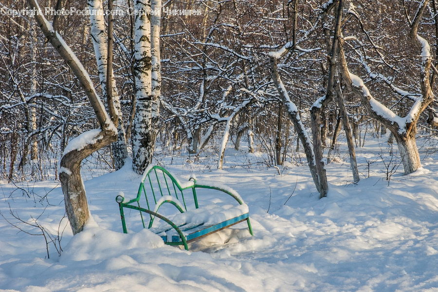 Blizzard, Outdoors, Snow, Weather, Winter, Bench, Birch
