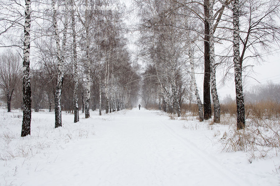 Birch, Tree, Wood, Forest, Vegetation, Ice, Outdoors
