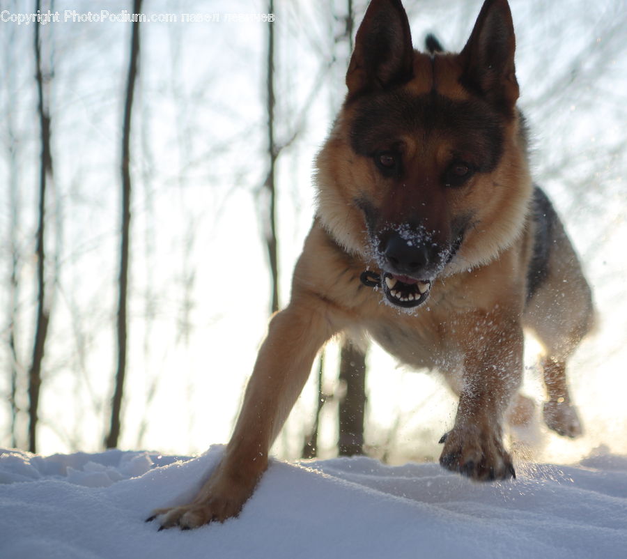 Animal, Canine, Dog, German Shepherd, Mammal, Pet, Husky