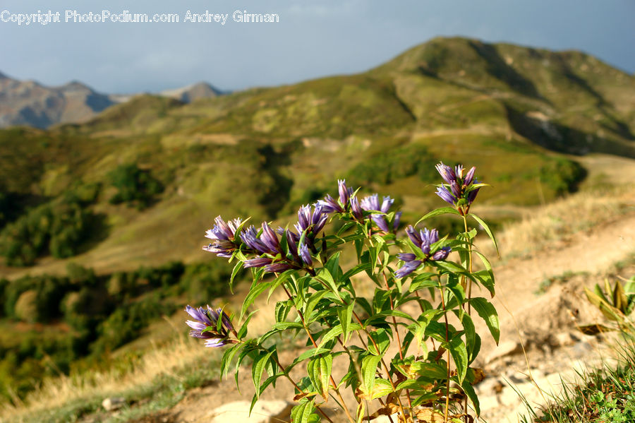 Aster, Blossom, Flower, Plant, Bush, Vegetation, Flora