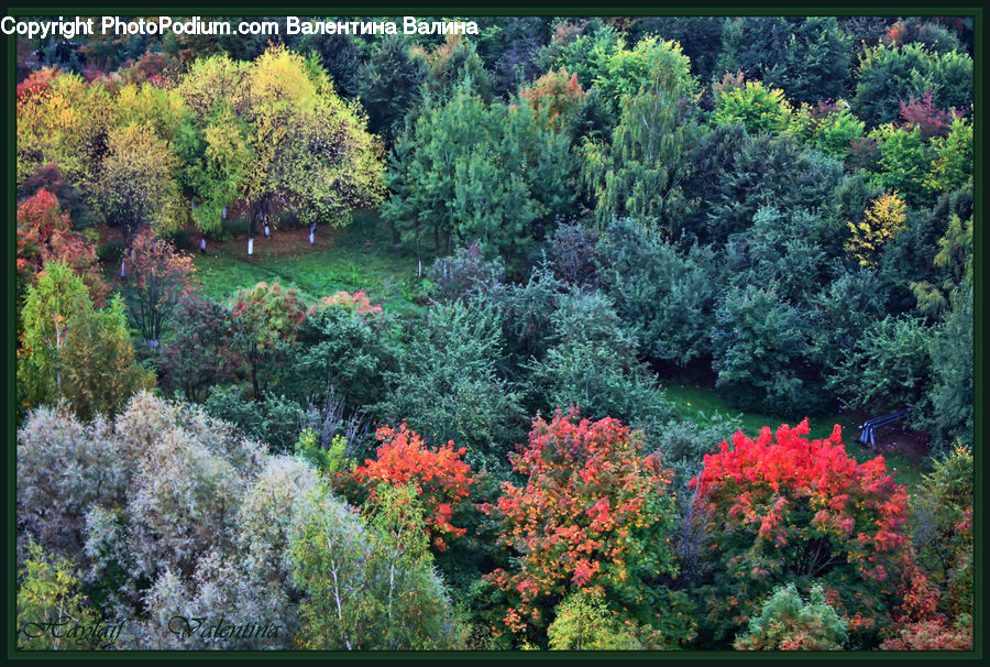 Conifer, Fir, Plant, Tree, Bush, Vegetation, Blossom