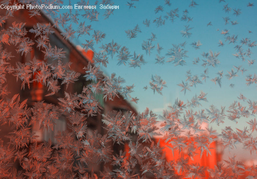 Frost, Ice, Outdoors, Snow, Maple, Tree, Wood