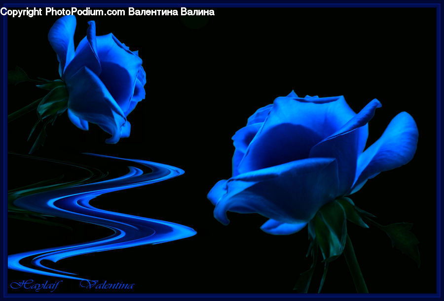 People, Person, Human, Blossom, Flower, Plant, Rose