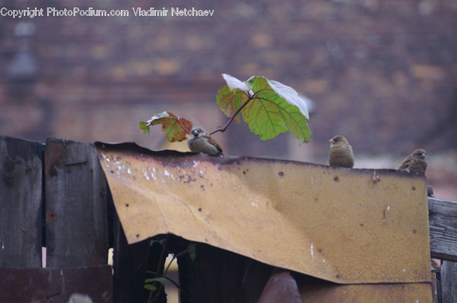 Bird, Sparrow, Finch, Wren, Flower Arrangement, Ikebana, Plant