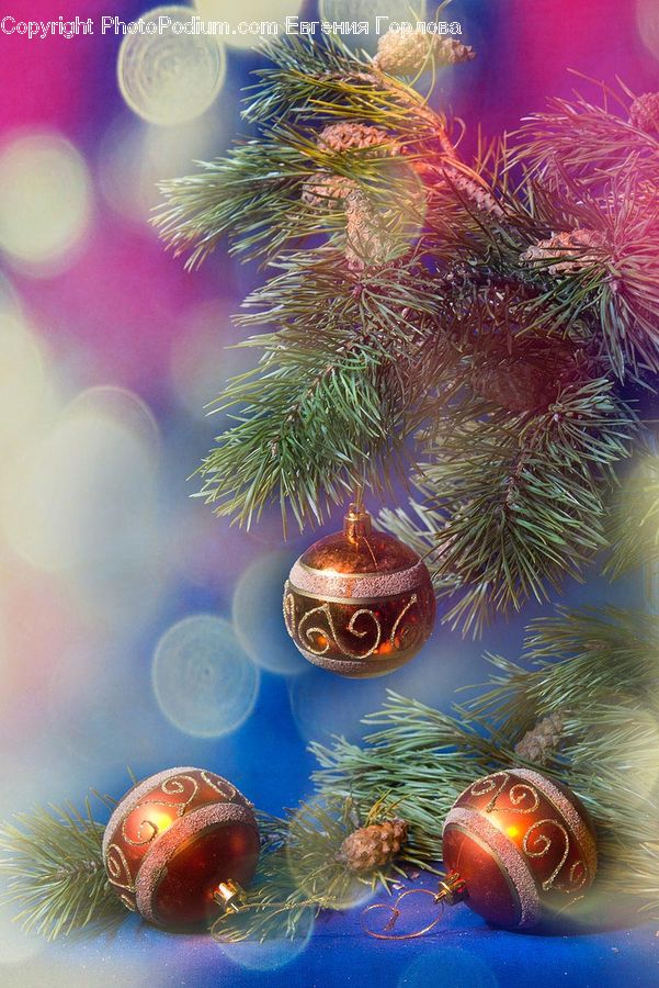 Conifer, Fir, Plant, Tree, Coral Reef, Outdoors, Reef