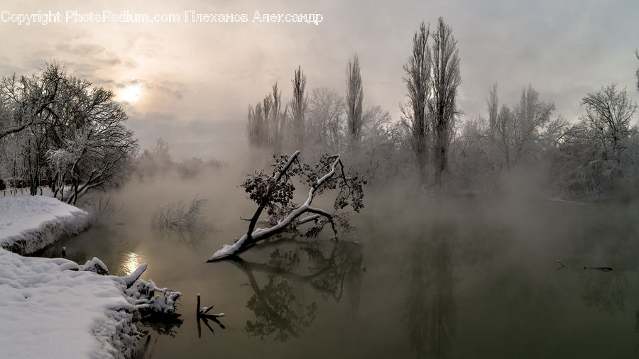 Fog, Ice, Outdoors, Snow, Plant, Tree, Frost