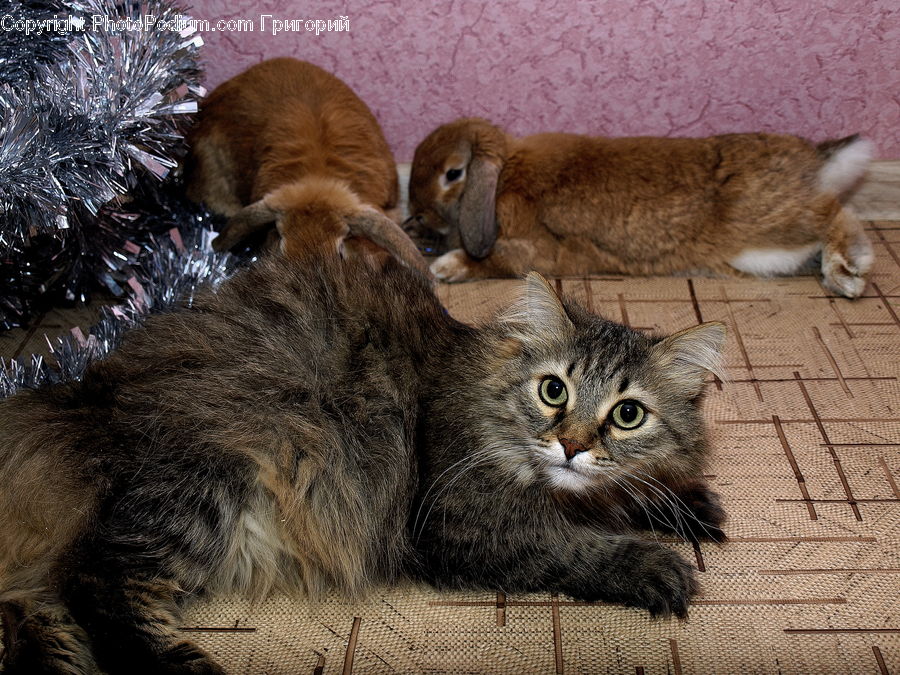 Animal, Cat, Kitten, Mammal, Pet, Affenpinscher, Canine