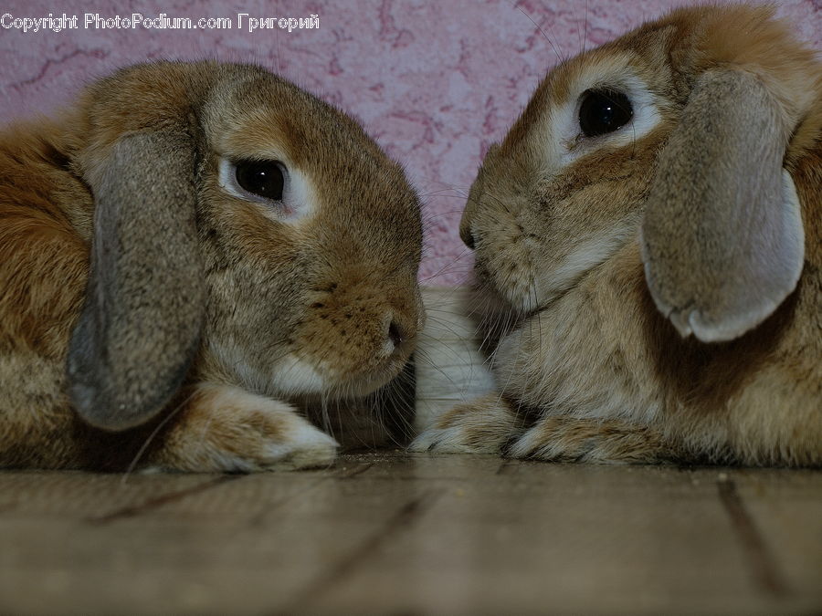 Animal, Bunny, Hare, Mammal, Rabbit, Rodent