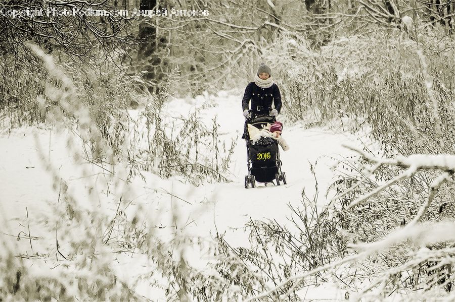 Dogsled, Sled