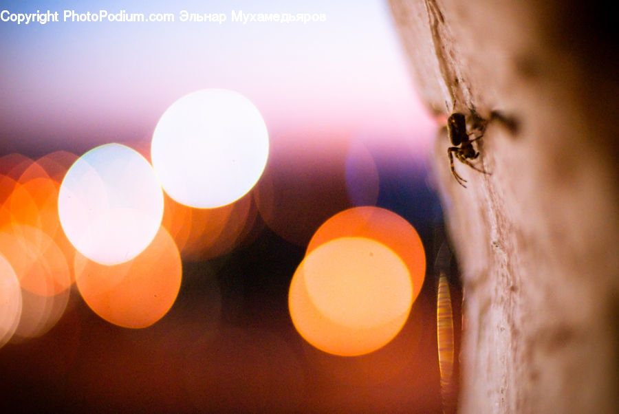 People, Person, Human, Insect, Invertebrate, Mosquito, Flare