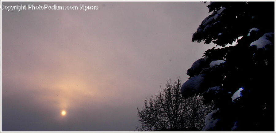 Dawn, Dusk, Sky, Sunrise, Sunset, Conifer, Fir