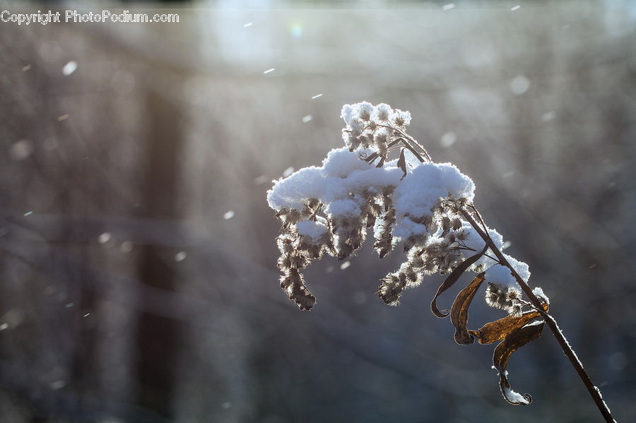 Frost, Ice, Outdoors, Snow, Blossom, Cherry Blossom, Flower