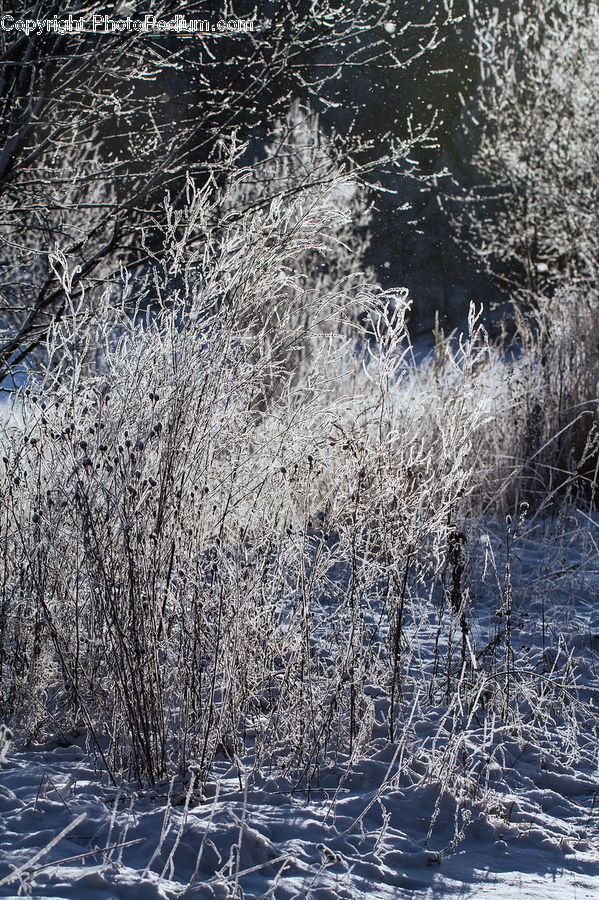 Frost, Ice, Outdoors, Snow, Conifer, Fir, Plant