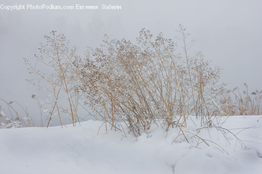 Blizzard, Outdoors, Snow, Weather, Winter, Landscape, Nature