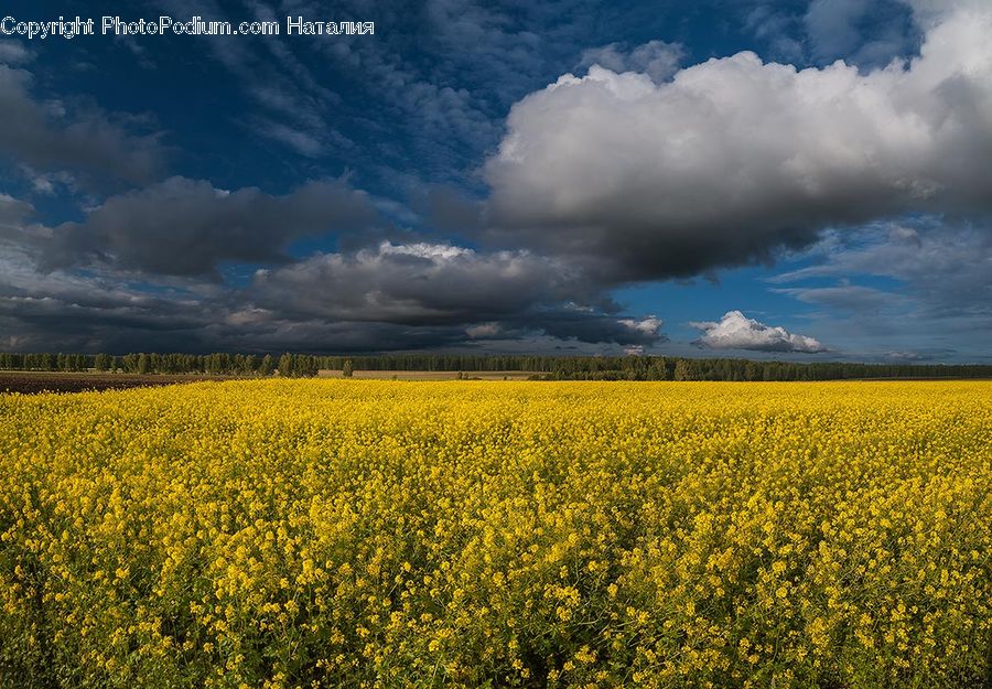 Field, Azure Sky, Cloud, Outdoors, Sky, Cumulus, Grass