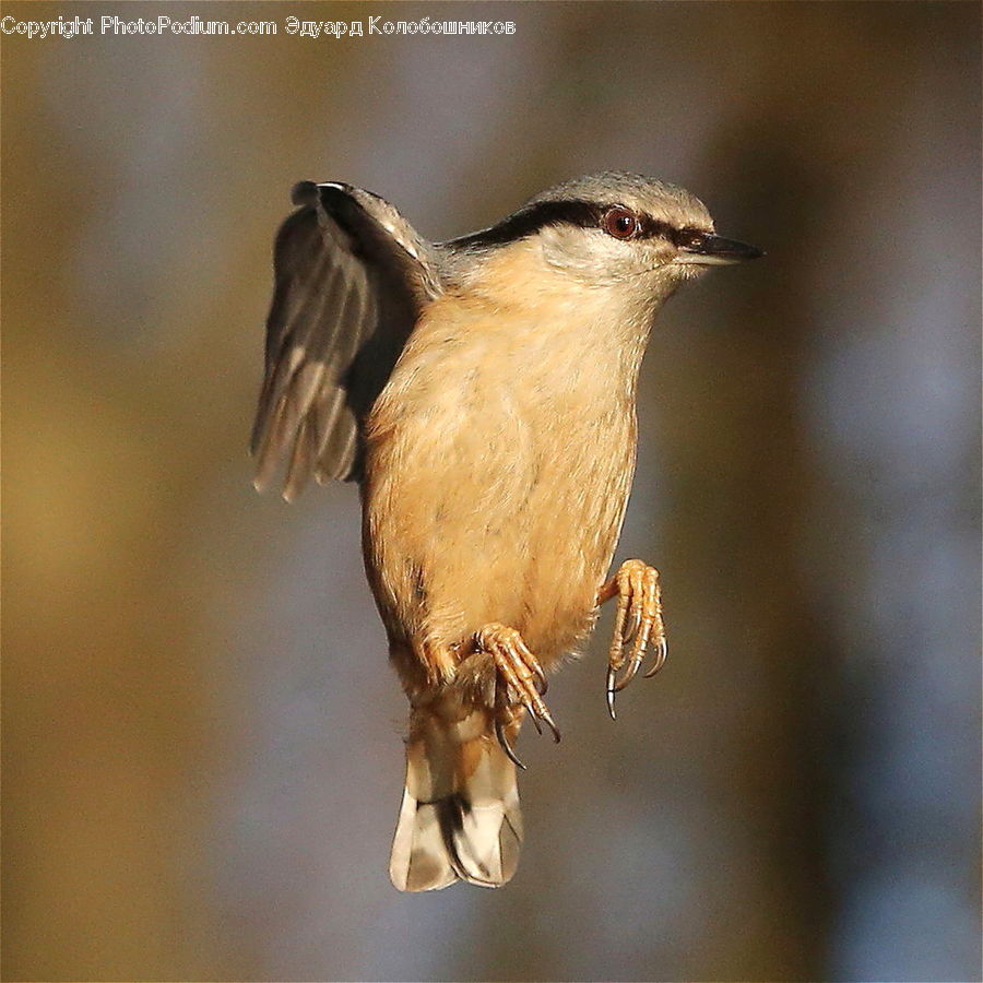 Bird, Wren, Swallow, Head, Portrait, Beak