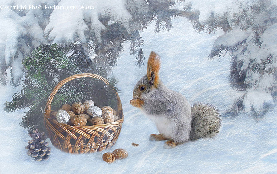 Animal, Bunny, Hare, Mammal, Rabbit, Rodent, Squirrel