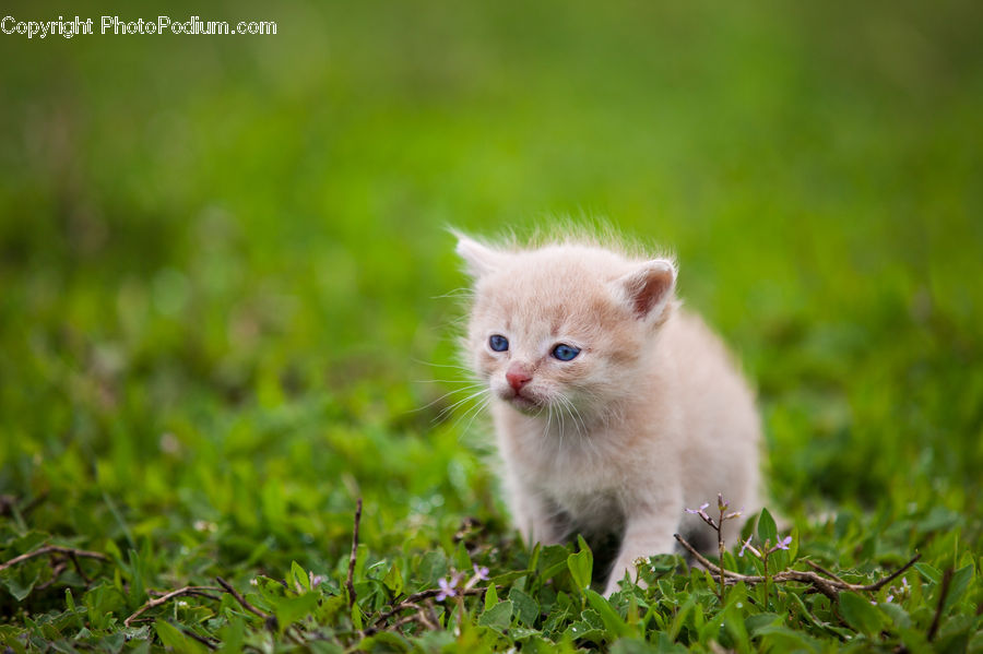 Animal, Cat, Kitten, Mammal, Pet, Siamese, Field