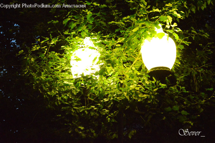 Hole, Forest, Jungle, Rainforest, Vegetation, Light, Plant