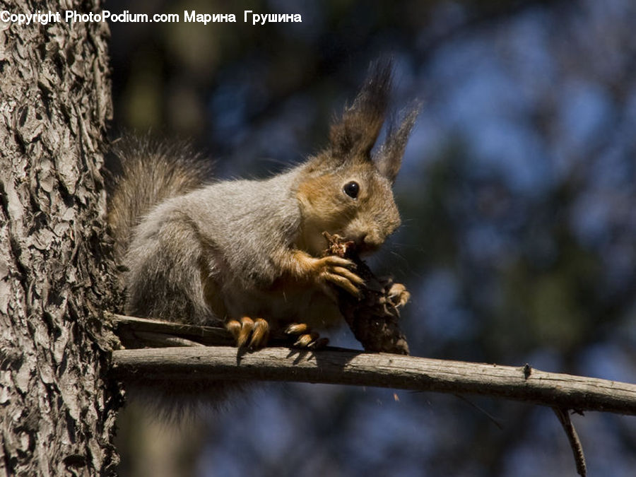 Animal, Mammal, Rodent, Squirrel, Bird, Flicker Bird, Woodpecker