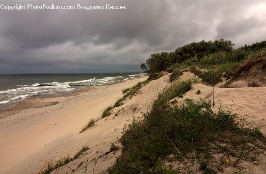 Beach, Coast, Outdoors, Sea, Water, Dill, Plant
