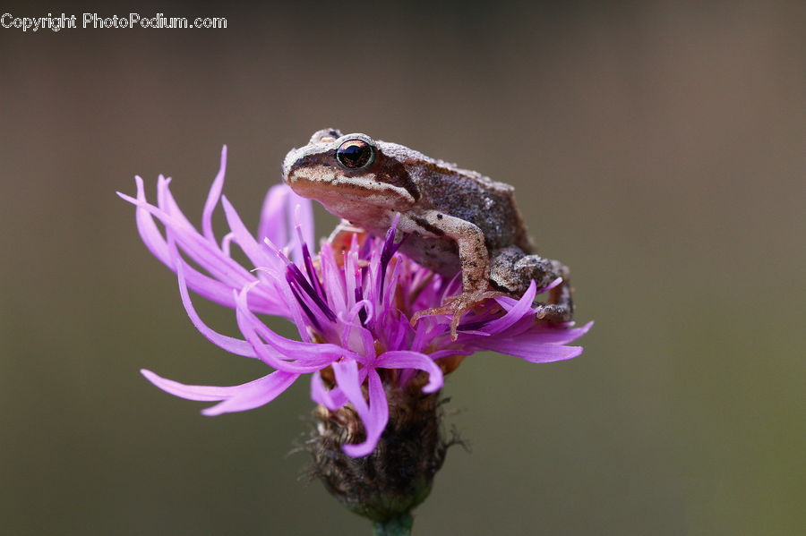 Amphibian, Frog, Wildlife, Bee, Bumblebee, Honey Bee, Insect