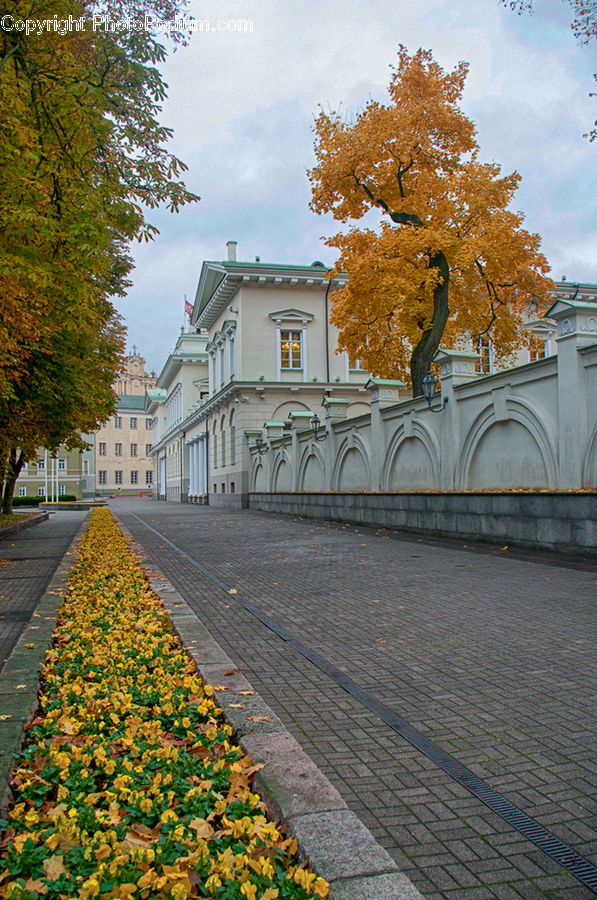 Plant, Tree, Oak, Wood, Campus, Architecture, Mansion