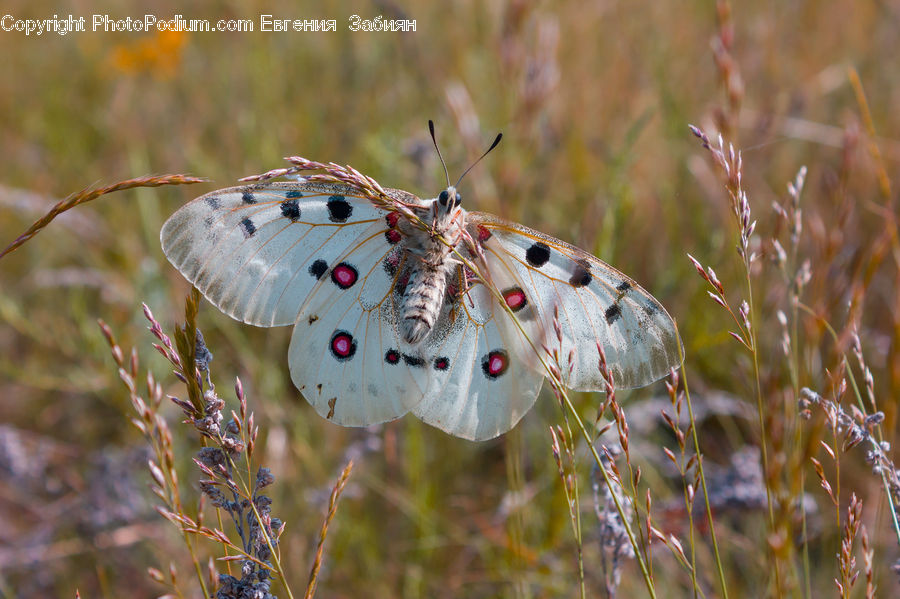 Butterfly, Insect, Invertebrate, Arachnid, Garden Spider, Spider, Moss