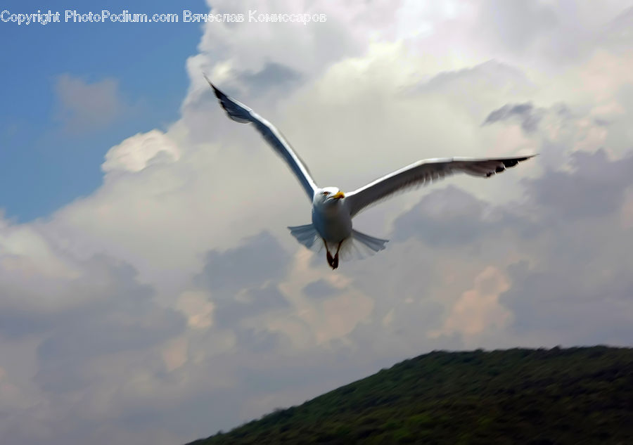 Bird, Seagull, Booby, Albatross, Beak, Pelican