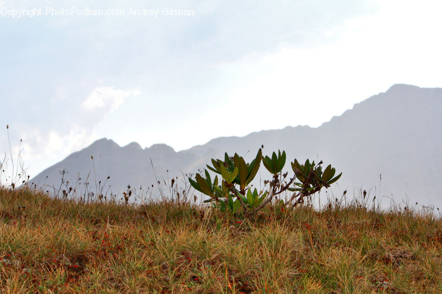 Field, Grass, Grassland, Land, Outdoors, Plant, Desert