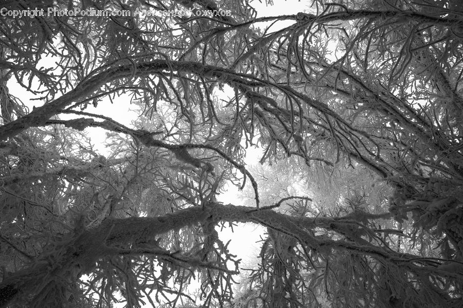 Plant, Tree, Oak, Wood, Forest, Jungle, Vegetation
