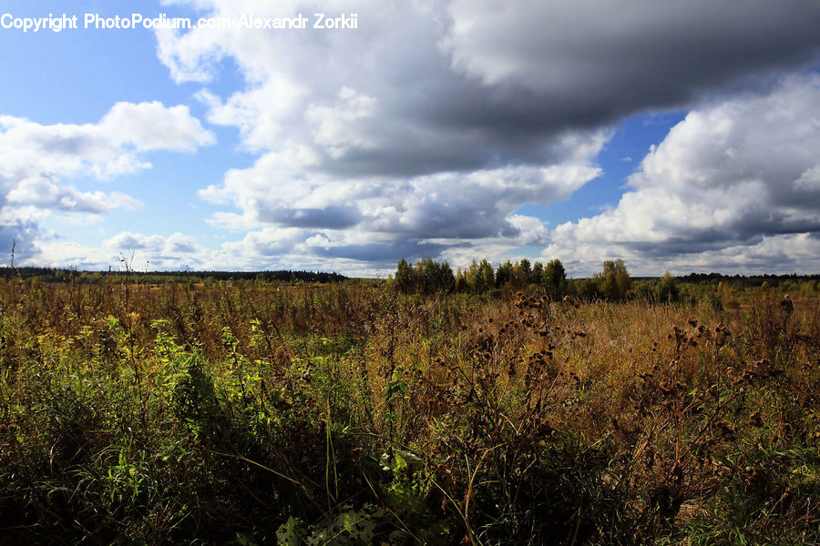 Field, Grass, Grassland, Land, Outdoors, Forest, Jungle