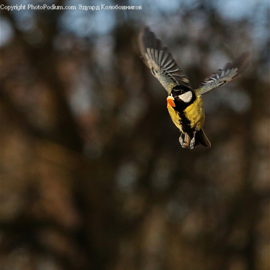 Bee, Hornet, Insect, Invertebrate, Wasp, Bird, Blackbird