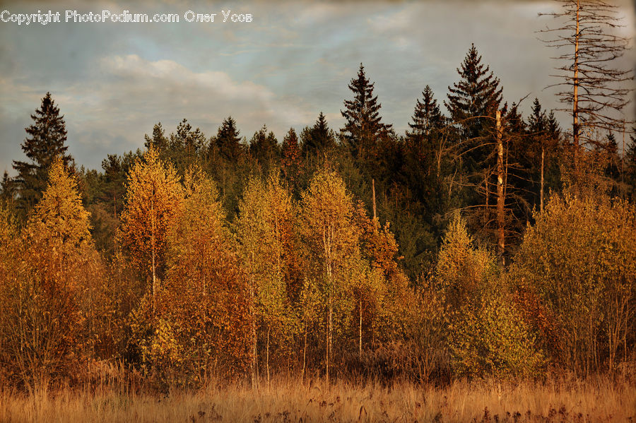 Conifer, Larch, Tree, Wood, Fir, Plant, Pine