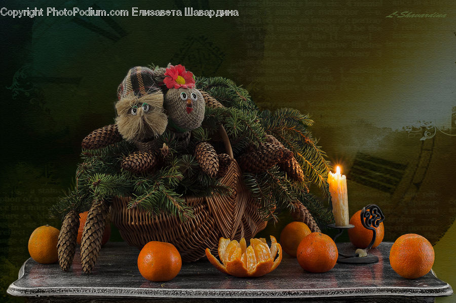 Cactus, Plant, Basket, Fruit, Conifer, Fir, Tree