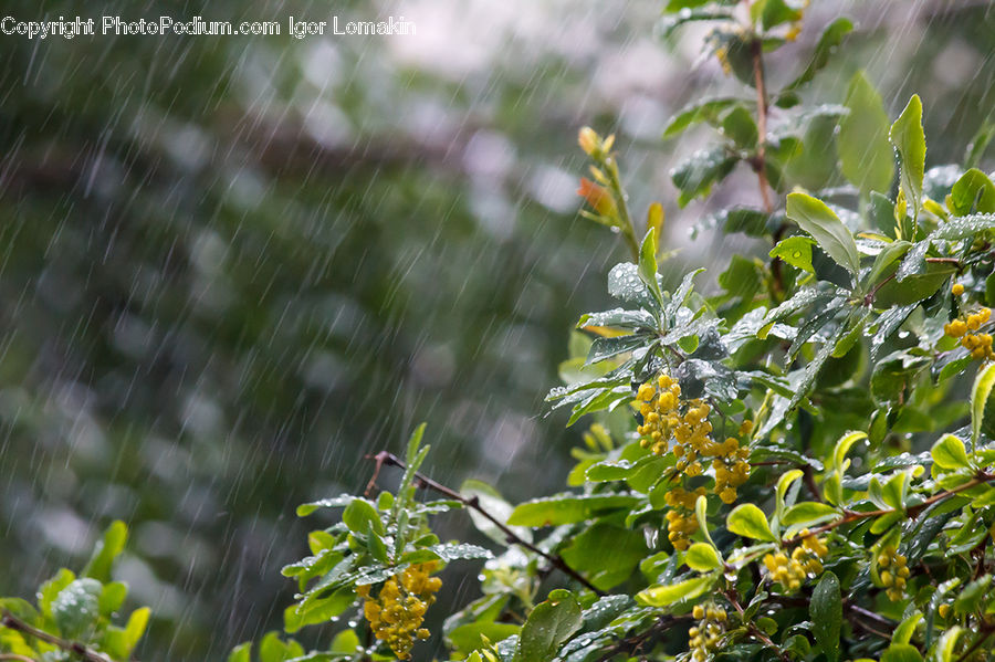 Plant, Blossom, Flora, Flower, Bush, Vegetation, Aster