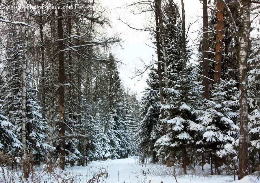 Forest, Vegetation, Conifer, Fir, Plant, Tree, Spruce
