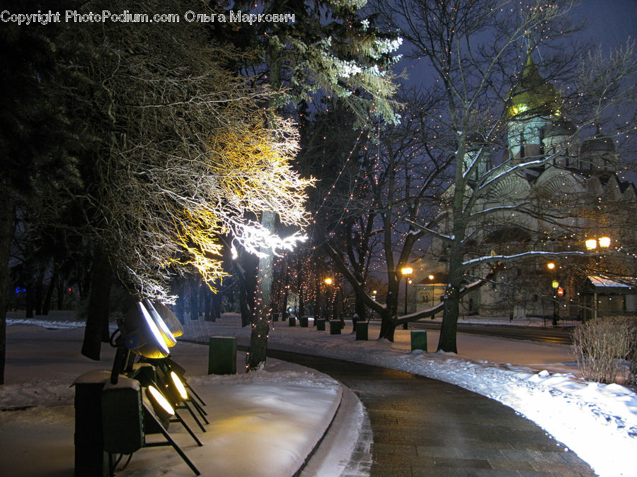 Park Bench, Asphalt, Road, Zebra Crossing, Lighting, Conifer, Fir