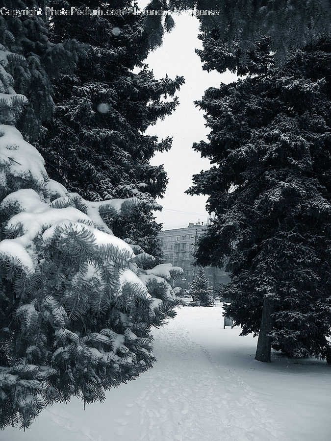 Ice, Outdoors, Snow, Conifer, Fir, Spruce, Wood