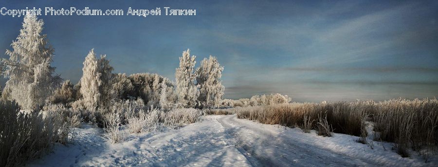 Frost, Ice, Outdoors, Snow, Grass, Plant, Reed