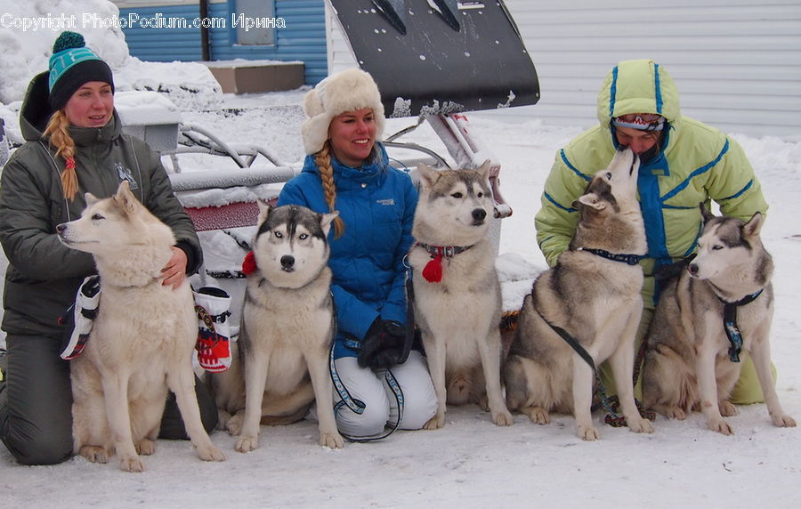 Animal, Canine, Dog, Husky, Mammal, Pet, People