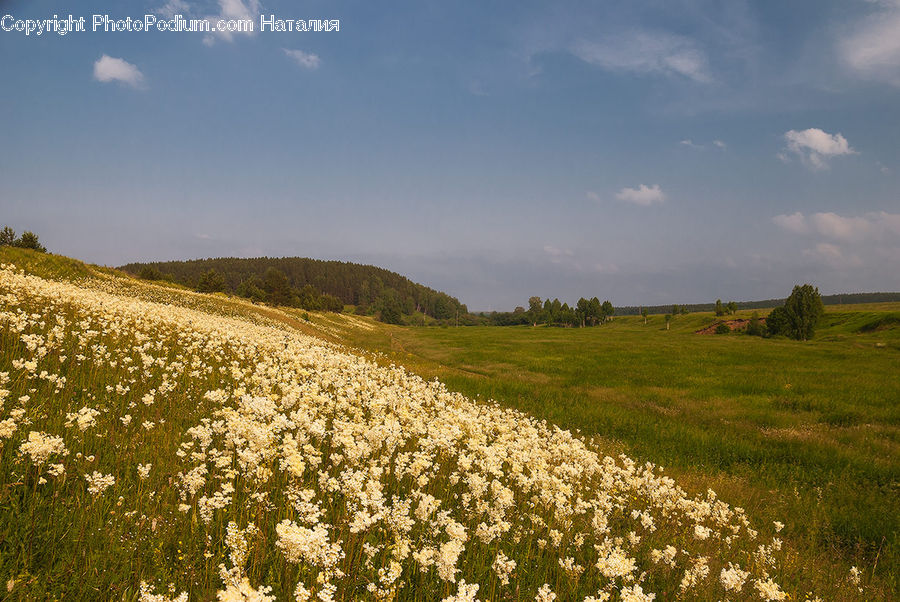 Field, Grass, Grassland, Land, Outdoors, Meadow, Pasture
