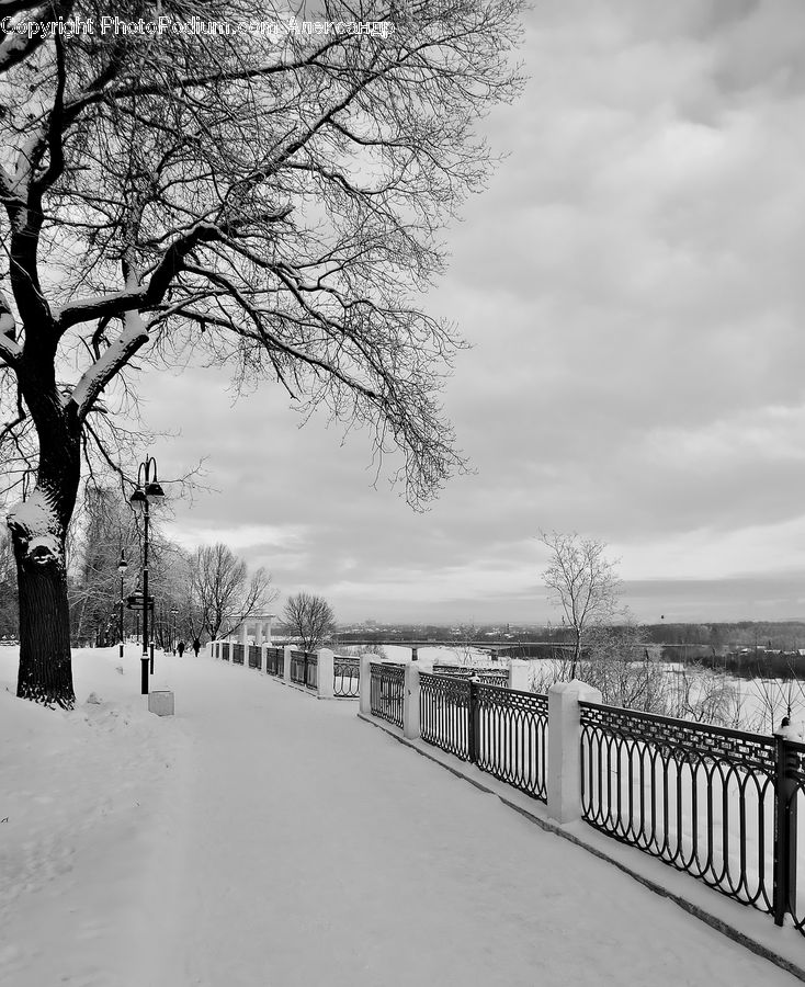 Boardwalk, Path, Pavement, Sidewalk, Walkway, Plant, Tree