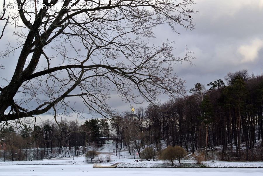 Ice, Outdoors, Snow, Landscape, Nature, Scenery, Plant