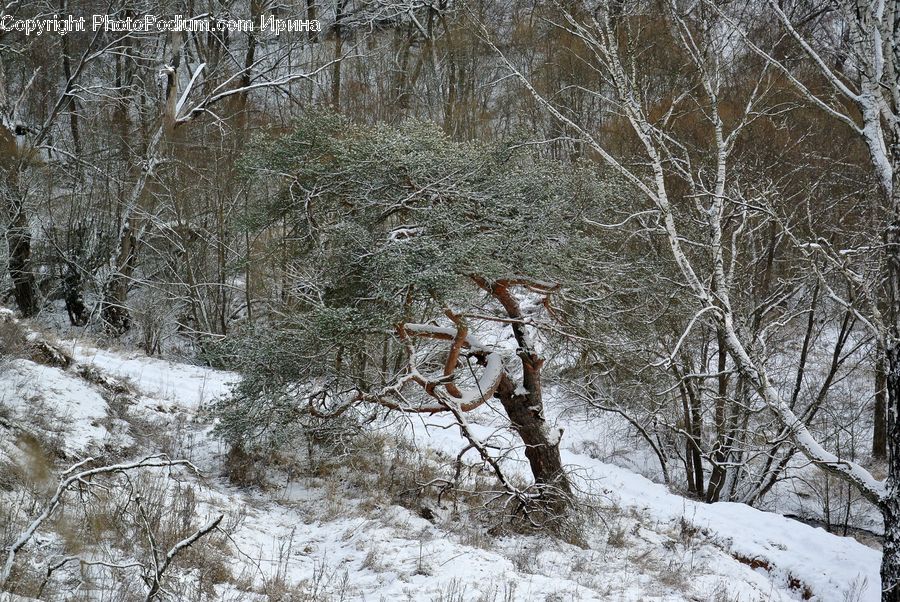 Bush, Plant, Vegetation, Forest, Birch, Tree, Wood
