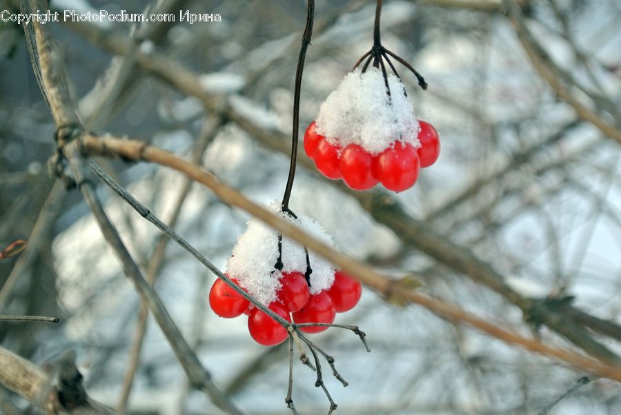Frost, Ice, Outdoors, Snow, Bird, Bishop, Cardinal