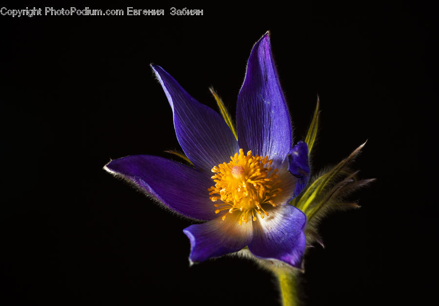 Blossom, Crocus, Flora, Flower, Plant, Petal, Pollen