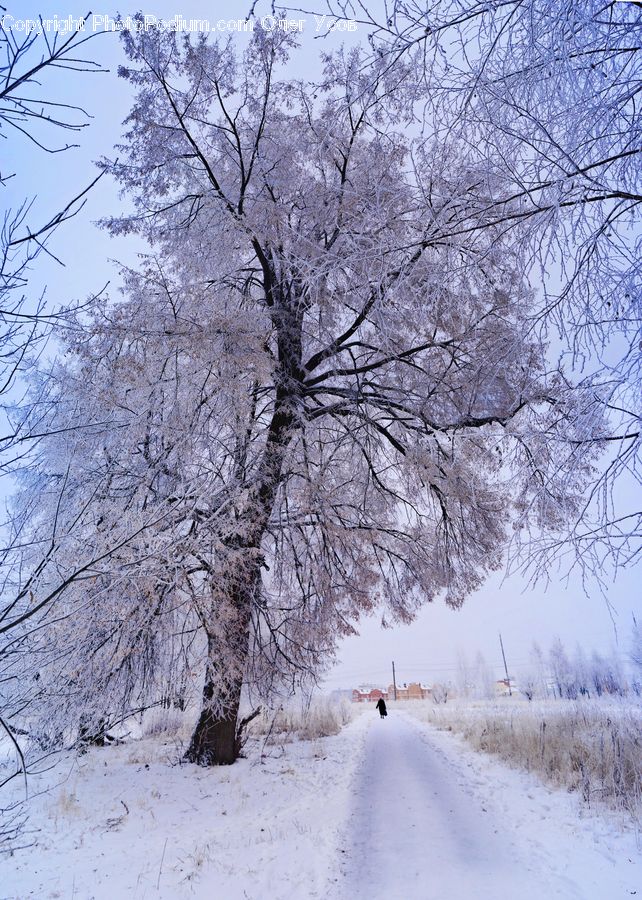 Blizzard, Outdoors, Snow, Weather, Winter, Dirt Road, Gravel