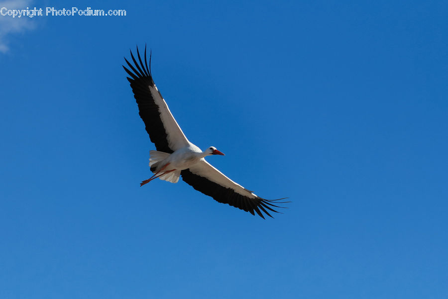Bird, Stork, Crane Bird, Heron