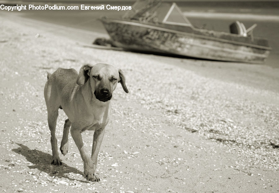 Animal, Canine, Dog, Mammal, Pet, Pug, Great Dane